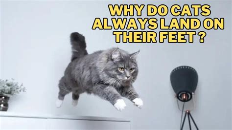 Why Won't YouTube Music Play in the Background, and Why Do Cats Always Land on Their Feet?